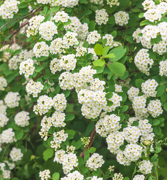 Close up for blooming spireae van houtte or golden fountain