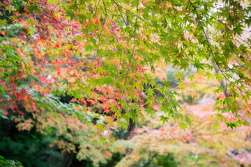 京都の色とりどりの紅葉