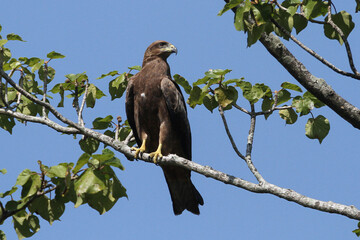 Black Kite (Milvus migrans) is a common raptor bird of Nepal.