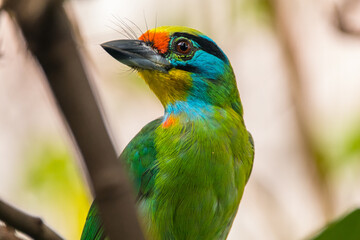The red-throated barbet (Psilopogon mystacophanos) is a species of bird in the family Megalaimidae. It is found in Brunei, Indonesia, Malaysia