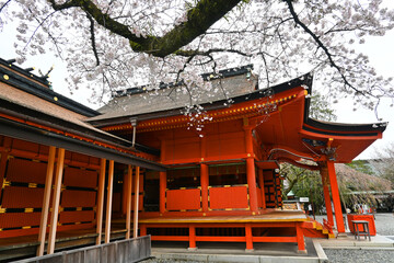世界遺産 富士山本宮浅間大社 拝殿と桜