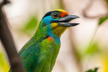 The red-throated barbet (Psilopogon mystacophanos) is a species of bird in the family Megalaimidae. It is found in Brunei, Indonesia, Malaysia