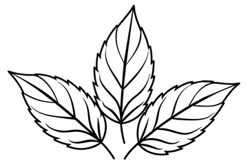 Creative Graphics: Vector Leaves