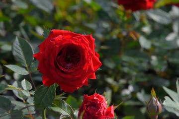 赤い薔薇
