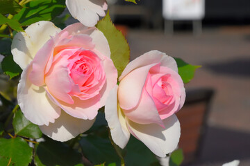 ピンクの薔薇