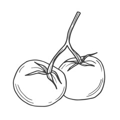 Tomato. Hand drawn sketch icons of vegetable. Isolated vector illustration in doodle line style.