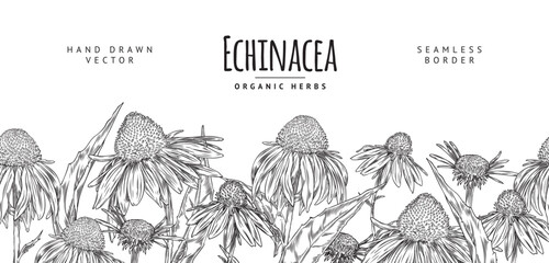 Hand-drawn echinacea seamless vector border - obrazy, fototapety, plakaty