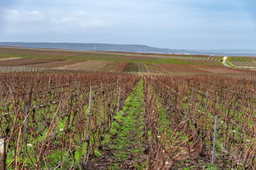 Fototapeta na wymiar Winter time on Champagne grand cru vineyards near Verzenay and Mailly, rows of old grape vines without leave, green grass, wine making in France
