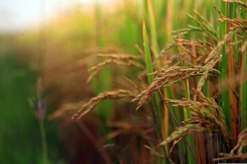 Obraz premium Terraced rice fields in Vietnam, a masterpiece of agricultural innovation. The cascading steps of vibrant green