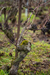 Winter time on Champagne grand cru vineyard near Verzenay and Mailly, rows of old grape vines without leave, wine making in France