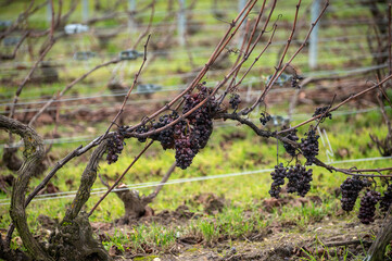Winter time on Champagne grand cru vineyard near Verzenay and Mailly, rows of old grape vines without leave, wine making in France
