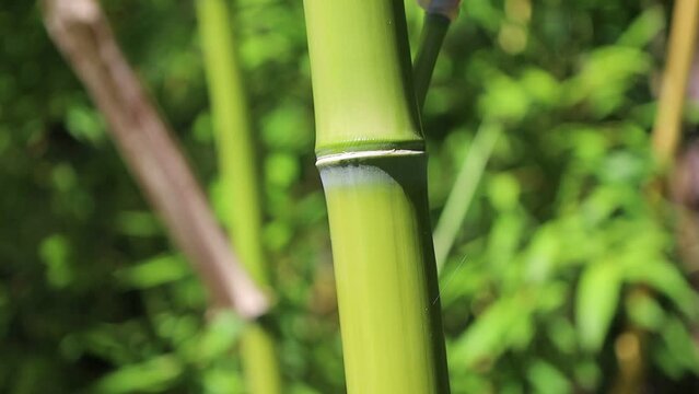 dense bamboo forest , zen ambiance 