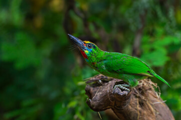 Beautiful green bird in nature Red-throated barbet