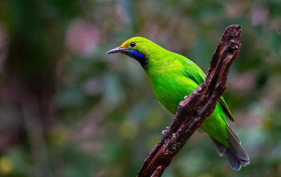 Beautiful green bird in nature  Golden fronted Leafb
