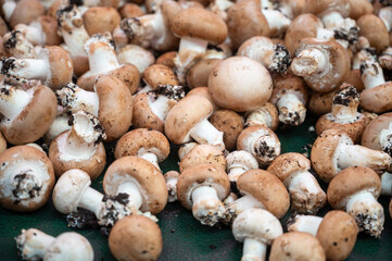 High quality French cave brown champignon mushrooms ready to eat