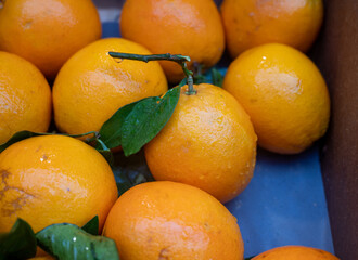 Fresh ripe organic Spanish oranges citrus fruits on market close up