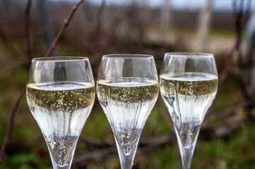 Tasting Champagne wine on Champagne grand cru vineyards near Verzenay, grape vines without leaves, wine making in France