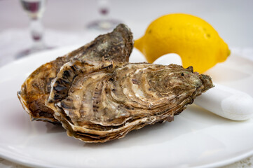 Fresh big french, dutch, pacific or japanese oysters molluscs, size number 1, served with fresh lemon, raw sea food