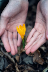 Close-up of children's hands holding yellow spring crocuses in the forest. - 752347396