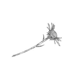 Lying echinacea flower vector art