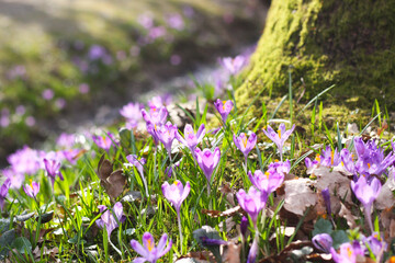 A saffron flower in the forest. Crocus sativus. Purple crocus flower in a wild. Saffron flowers...