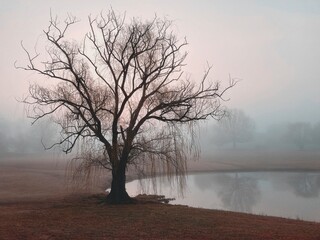 Foggy Morning 