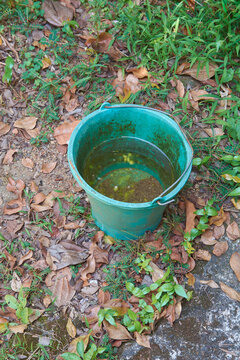 rain water collected in an old bucket on garden floor, stagnant water in an unattended bucket, can become breeding ground for mosquitoes, maintenance and care concept with copy space