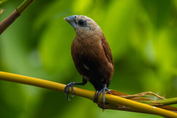 The white-headed munia (Lonchura maja) is a species of estrildid finch found in Teladan, Malaysia, Singapore, Thailand and Vietnam