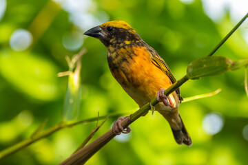 The baya weaver (Ploceus philippinus) is a weaverbird found across the Indian Subcontinent and Southeast Asia