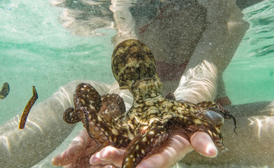 Octopus swimming near corral reef in Indian Ocean. Watamu, Kenya.