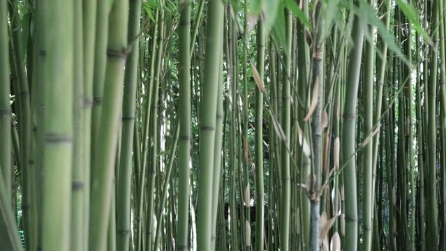 dense bamboo forest , zen ambiance 