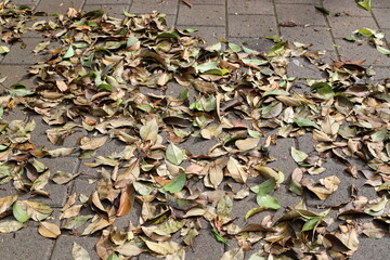 Dry leaves and fallen flowers in a city park in Tel Aviv.