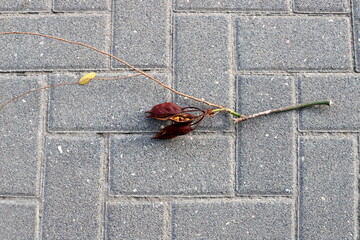 Dry leaves and fallen flowers in a city park in Tel Aviv.