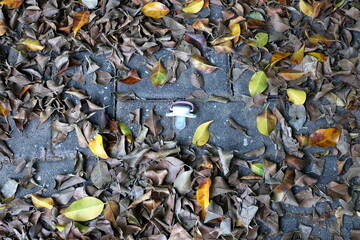 Dry leaves and fallen flowers in a city park in Tel Aviv.