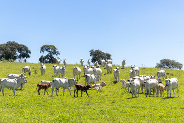 Naklejka na ściany i meble Nelore cattle in a green pasture on a farm in São Paulo, SP