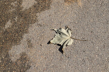 Dry leaves and fallen flowers in a city park in Tel Aviv.