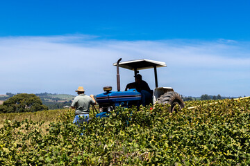 Farmer in a hat looking at the soybean plantation in Brazil. With a blue tractor next