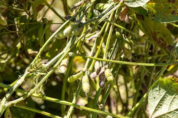 Raw soybeans on a plantation in Brazil. Close up