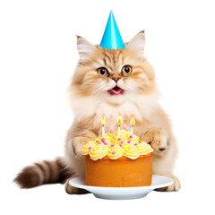 Fluffy cat celebrates birthday with cake.