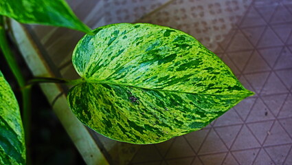 Epipremnum aureum, apart from being a beautiful garden decoration, also has many health benefits. Anti-stress and inflammation.
Increases oxygen supply and absorbs toxins in the air..