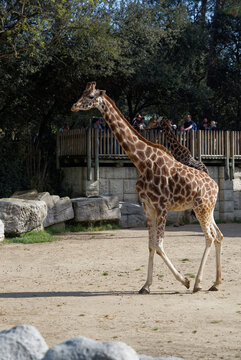Girafe au zoo de La Palmyre &agrave; Royan