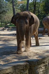 Naklejka premium Eléphant dans un parc zoologique. La Palmyre Royan