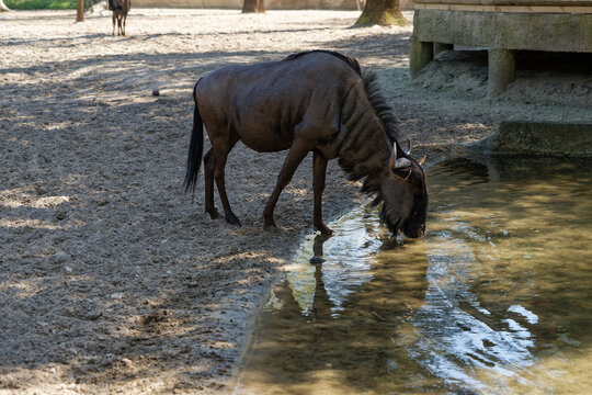Gnou buvant de l&rsquo;eau au bord d&rsquo;un point d&rsquo;eau &ndash; animal sauvage en milieu naturel