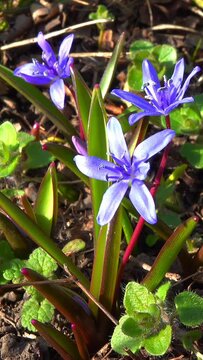 Scilla bifolia - the alpine squillor two-leaf squill, is a herbaceous perennial plant growing from an underground bulb