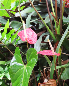 anthuriums parasitic plant that grows in the humid and tropical jungle clinging to the trees.