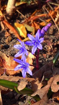 Scilla bifolia - the alpine squillor two-leaf squill, is a herbaceous perennial plant growing from an underground bulb