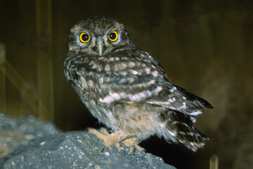  (Athene noctua) small European owl, little owl sitting on a rock at night.  (Athene noctua) Sardinia, Italy
