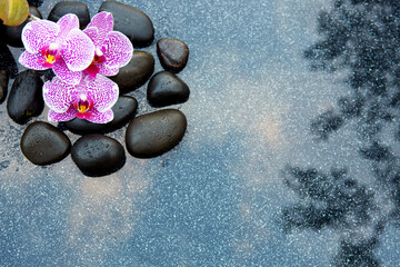 Fototapeta na wymiar Pink orchid flowers and black spa stones on the gray background.