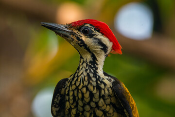 The common flameback or common goldenback (Dinopium javanense) is a species of bird in the family Picidae