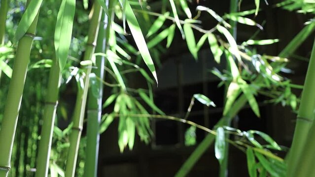 dense bamboo forest , zen ambiance 